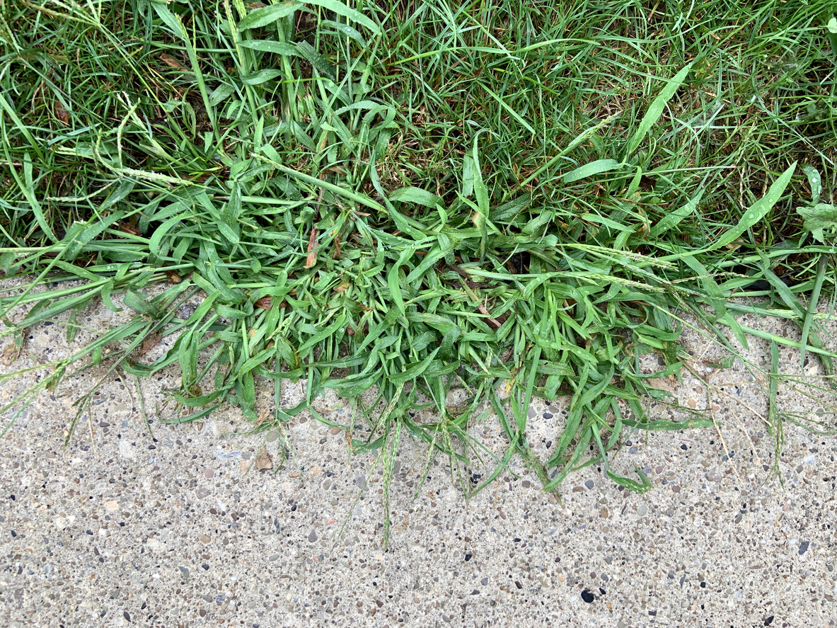 crabgrass weed